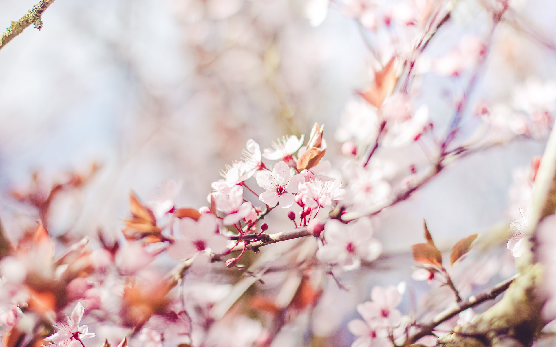 樱花树图片唯美 樱花唯美图片高清