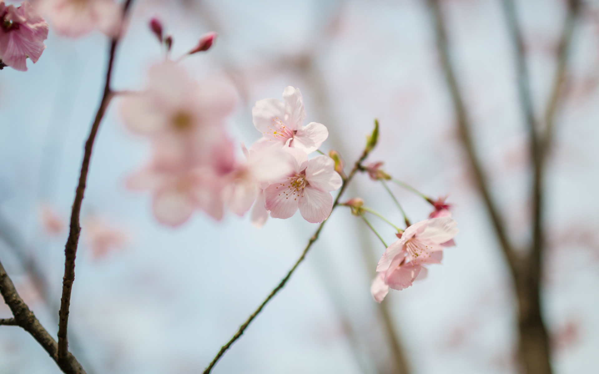 樱花树图片唯美 樱花唯美图片高清(5)