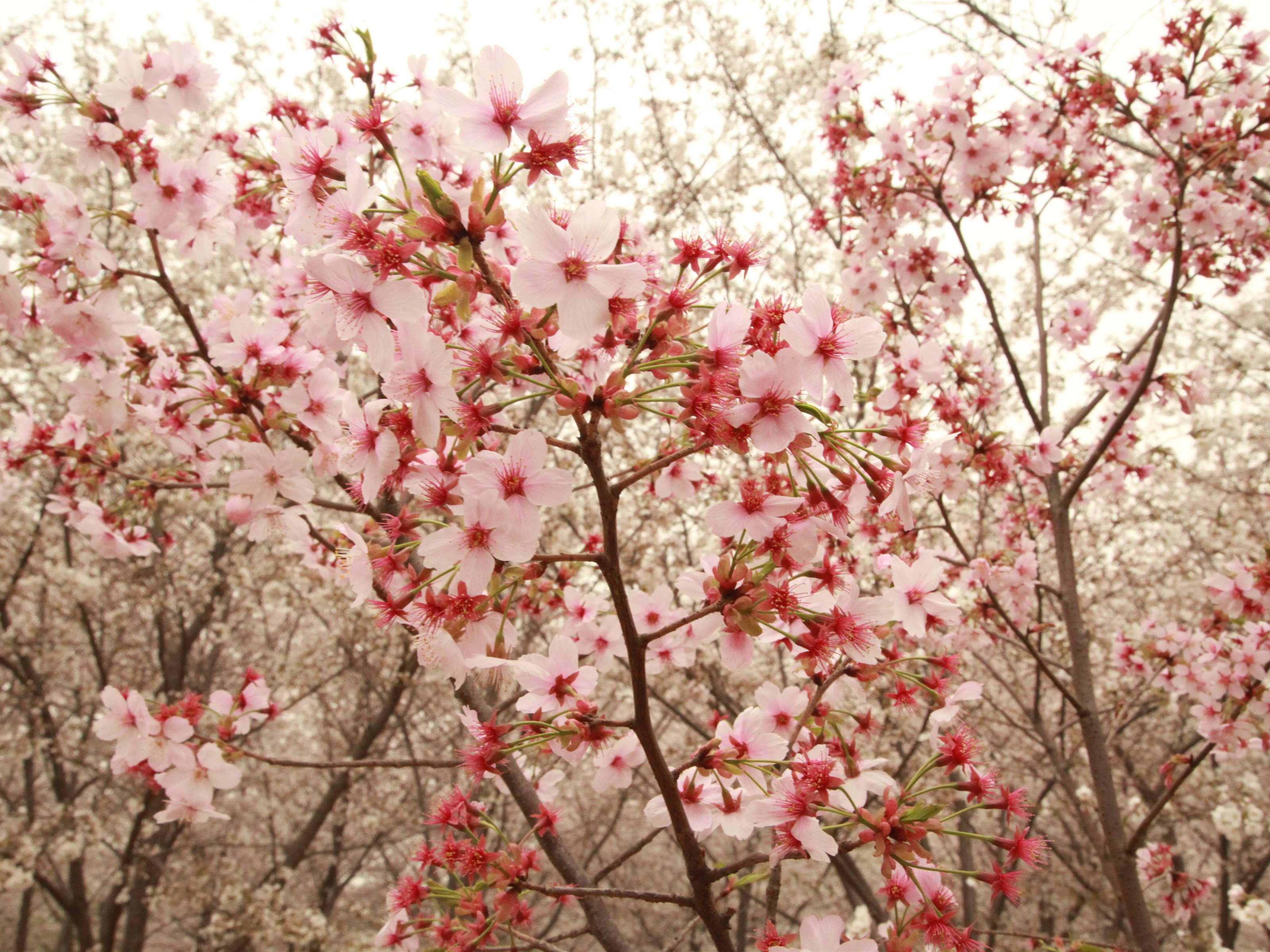 樱花林图片 盛开的樱花林图片