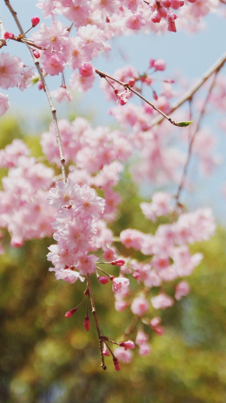 樱花图片唯美图片 高清樱花唯美意境图片