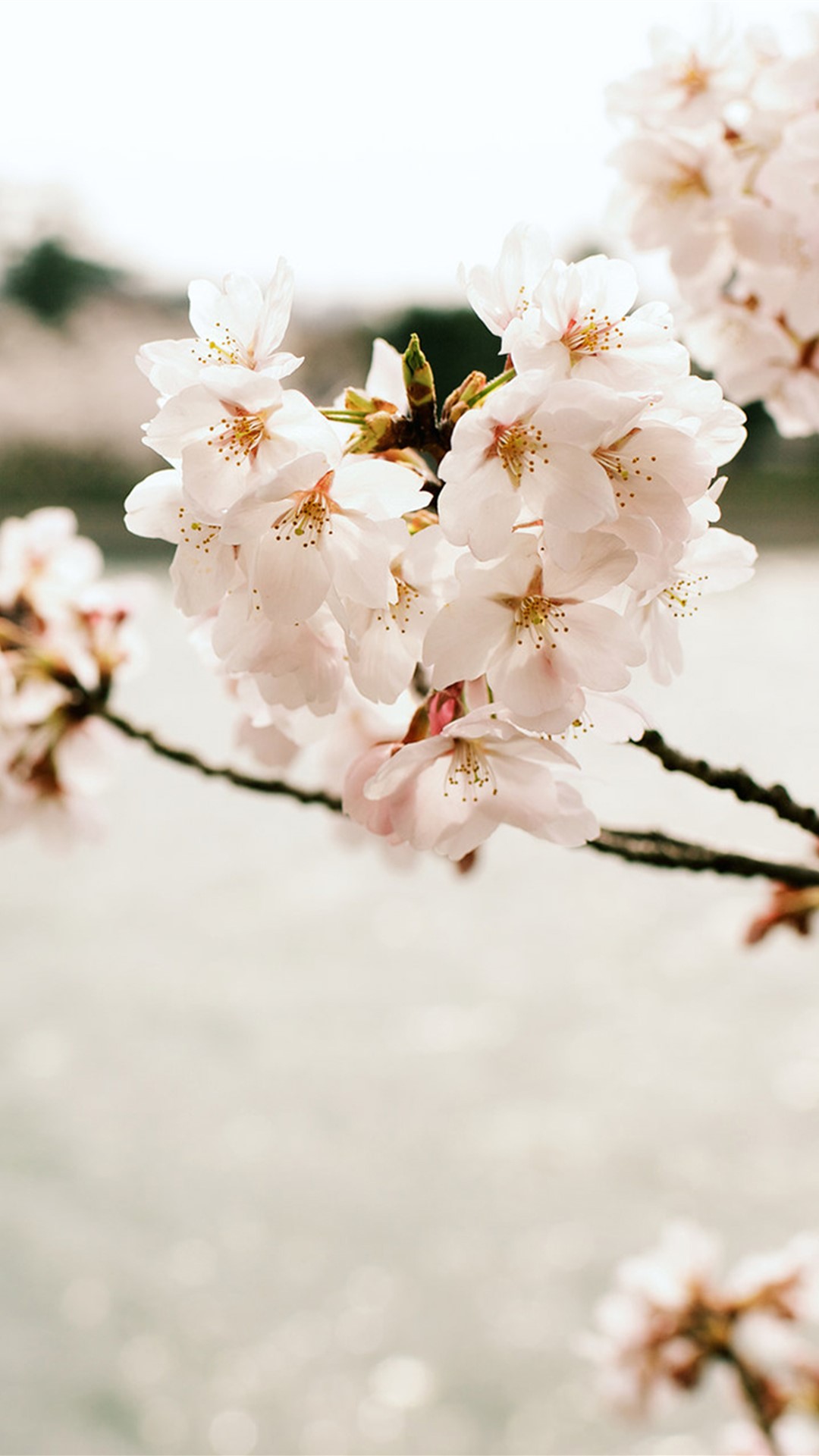 樱花图片唯美图片 高清樱花唯美意境图片