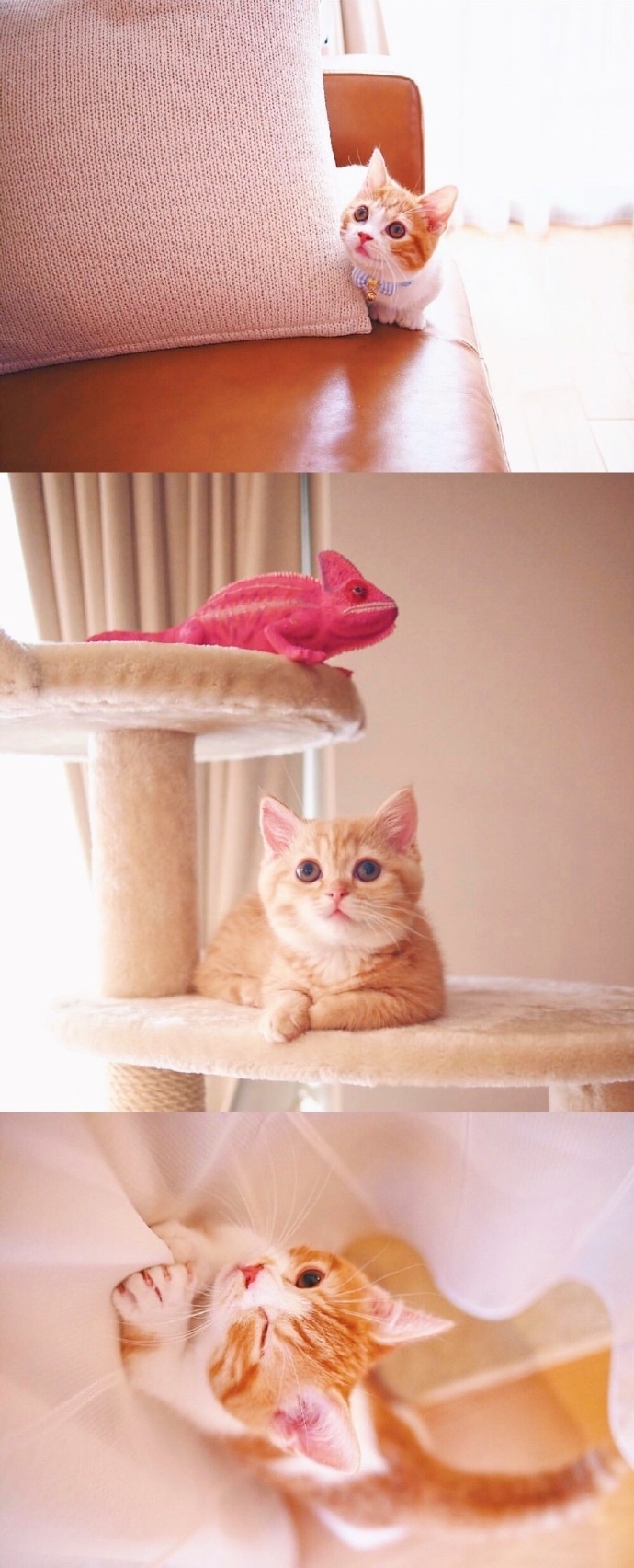 猫的图片可爱 很萌的橘猫图片