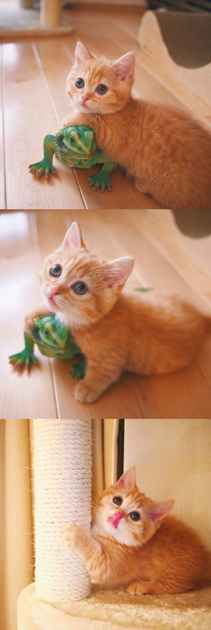 猫的图片可爱 很萌的橘猫图片(4)