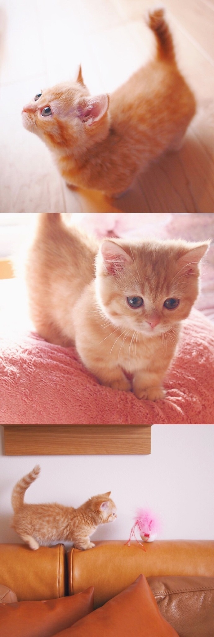猫的图片可爱 很萌的橘猫图片(2)