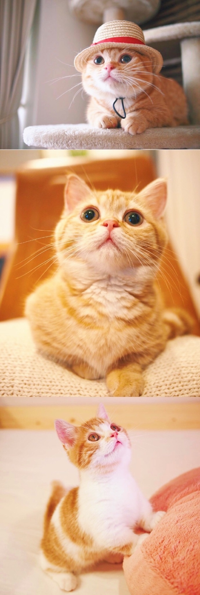 猫的图片可爱 很萌的橘猫图片(7)