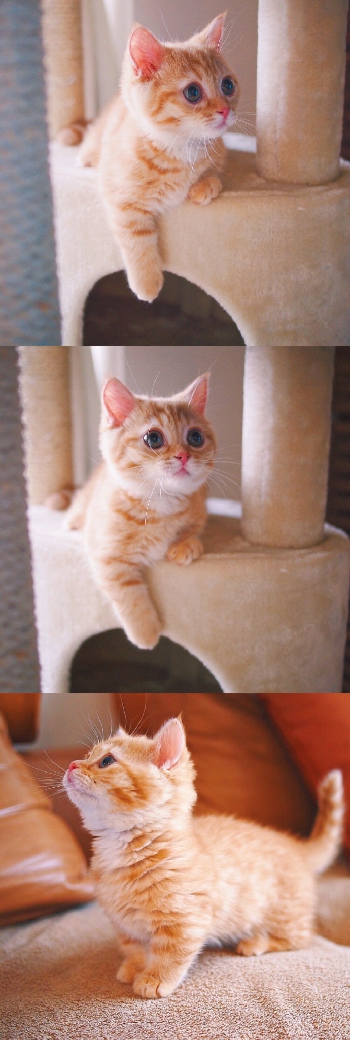 猫的图片可爱 很萌的橘猫图片(5)