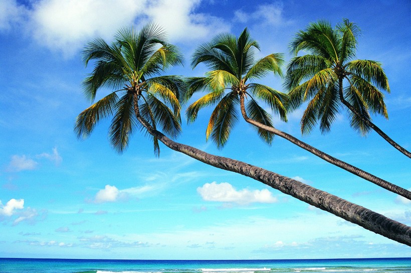 海边叶子树风景图片 海边的椰子树唯美高清风景图片