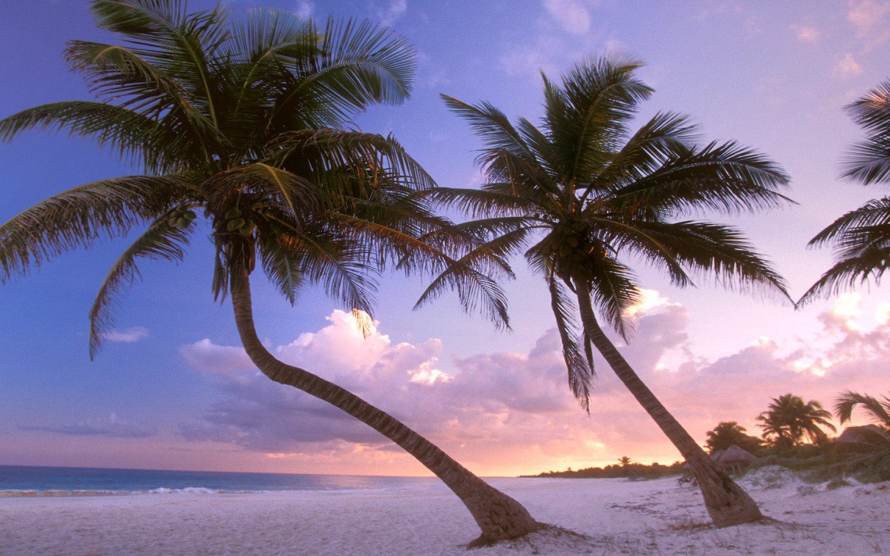 海边叶子树风景图片 海边的椰子树唯美高清风景图片