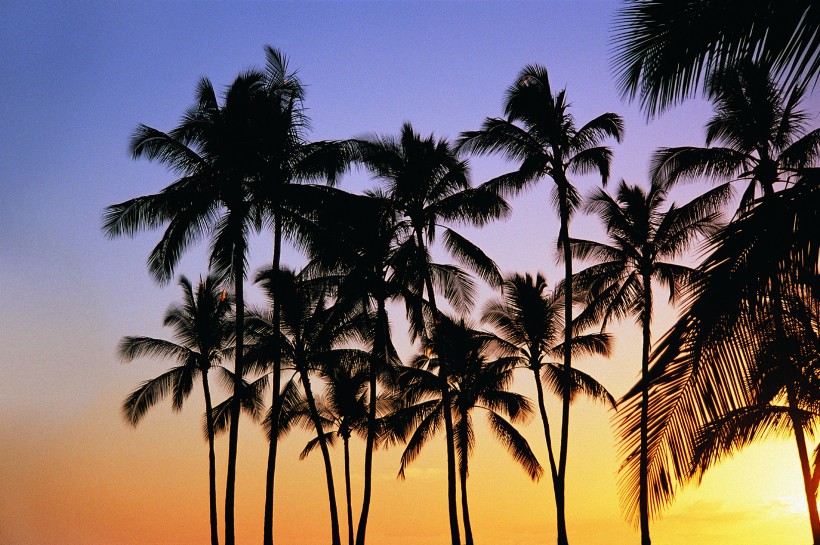 海边叶子树风景图片 海边的椰子树唯美高清风景图片(4)