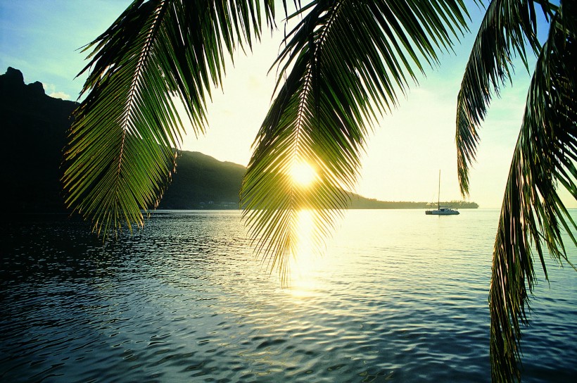 海边叶子树风景图片 海边的椰子树唯美高清风景图片(5)