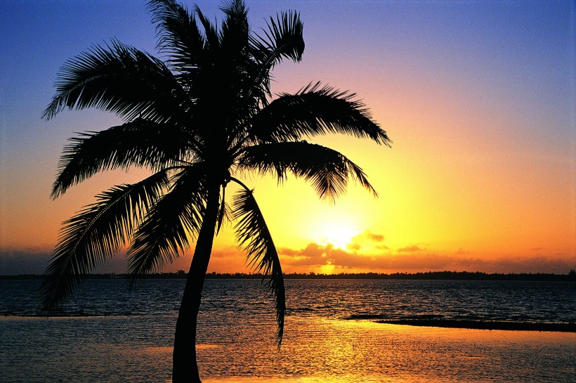海边叶子树风景图片 海边的椰子树唯美高清风景图片(6)
