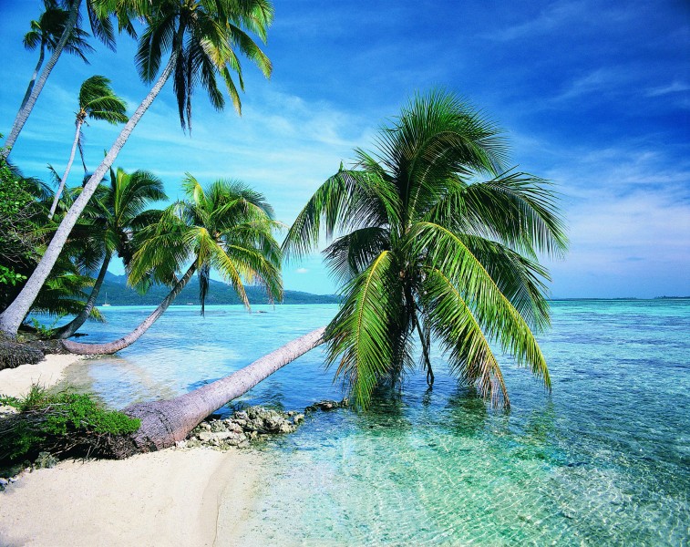 海边叶子树风景图片 海边的椰子树唯美高清风景图片(3)