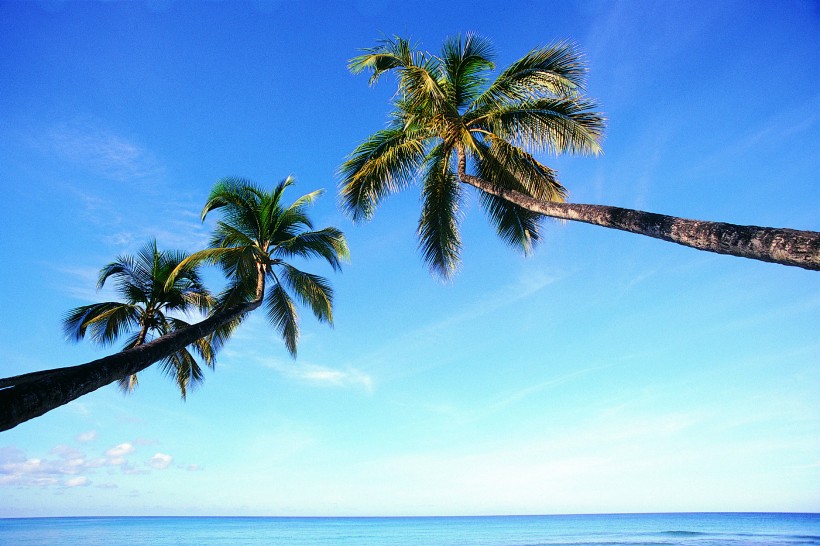 海边叶子树风景图片 海边的椰子树唯美高清风景图片(7)