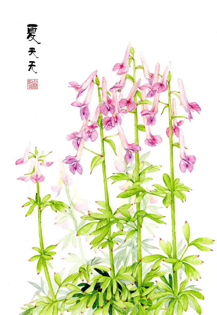 唯美水彩花卉图片 简单唯美的水彩画(2)