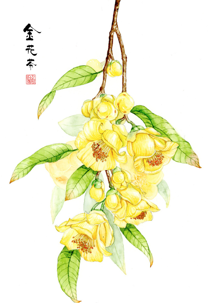 唯美水彩花卉图片 简单唯美的水彩画(3)