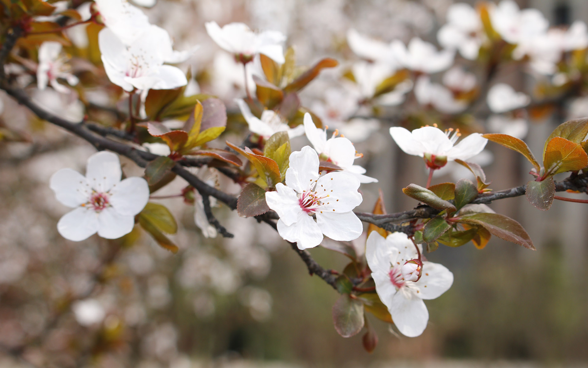 美丽图片素材 唯美纯白樱花高清摄影图片(2)