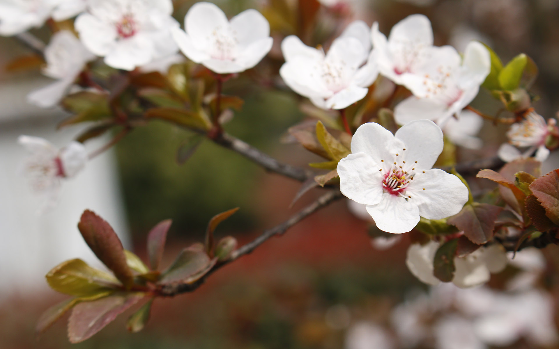 美丽图片素材 唯美纯白樱花高清摄影图片