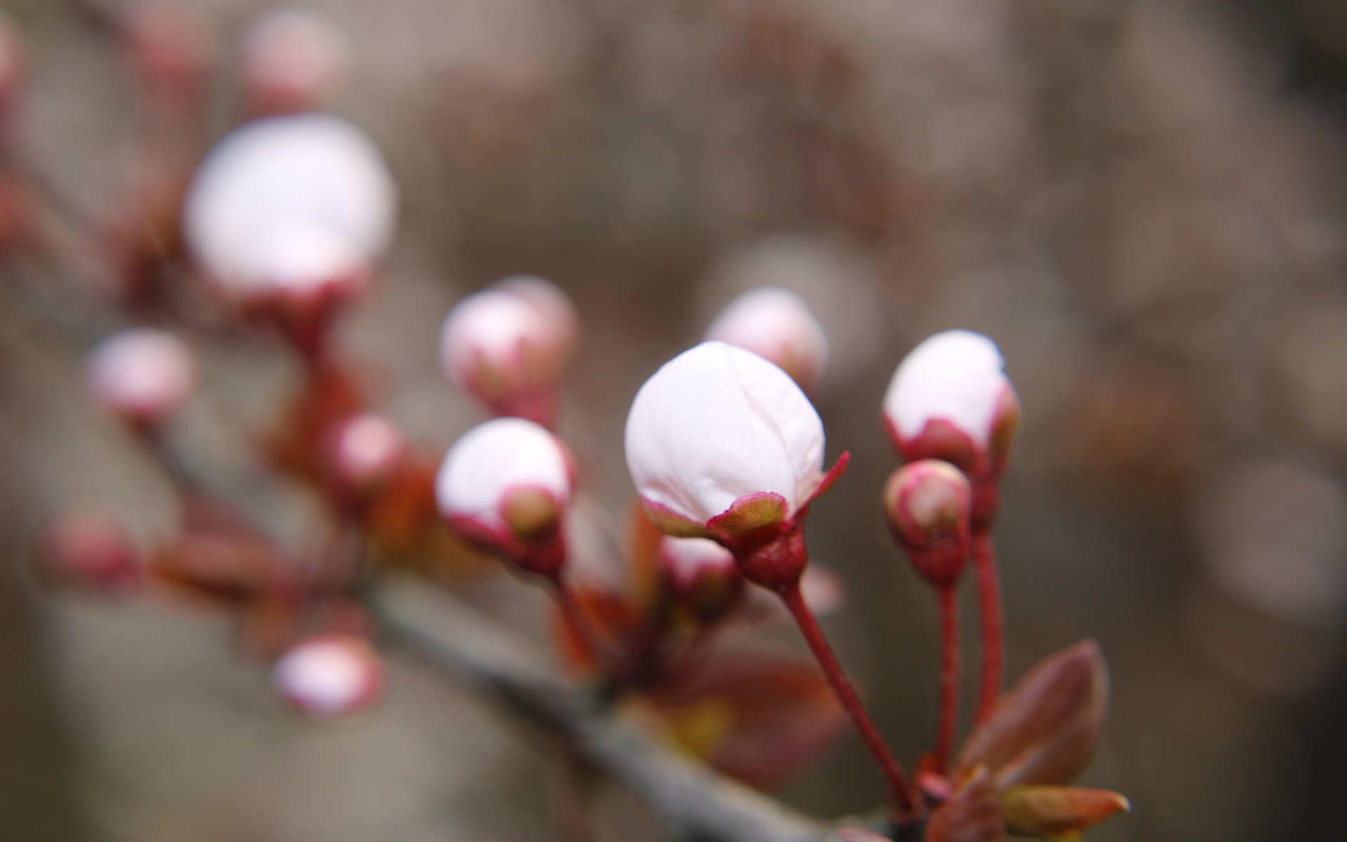 美丽图片素材 唯美纯白樱花高清摄影图片(4)