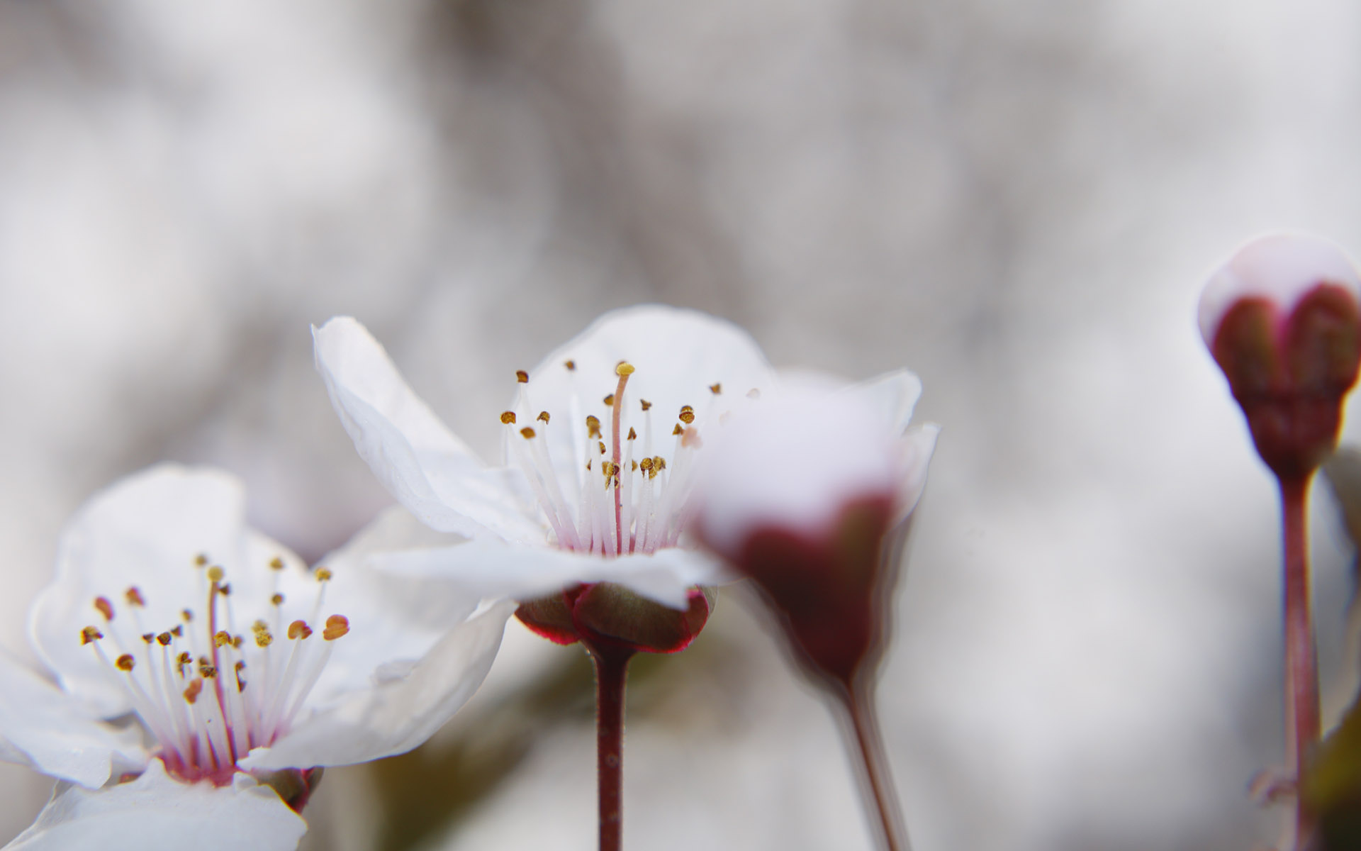 美丽图片素材 唯美纯白樱花高清摄影图片(6)