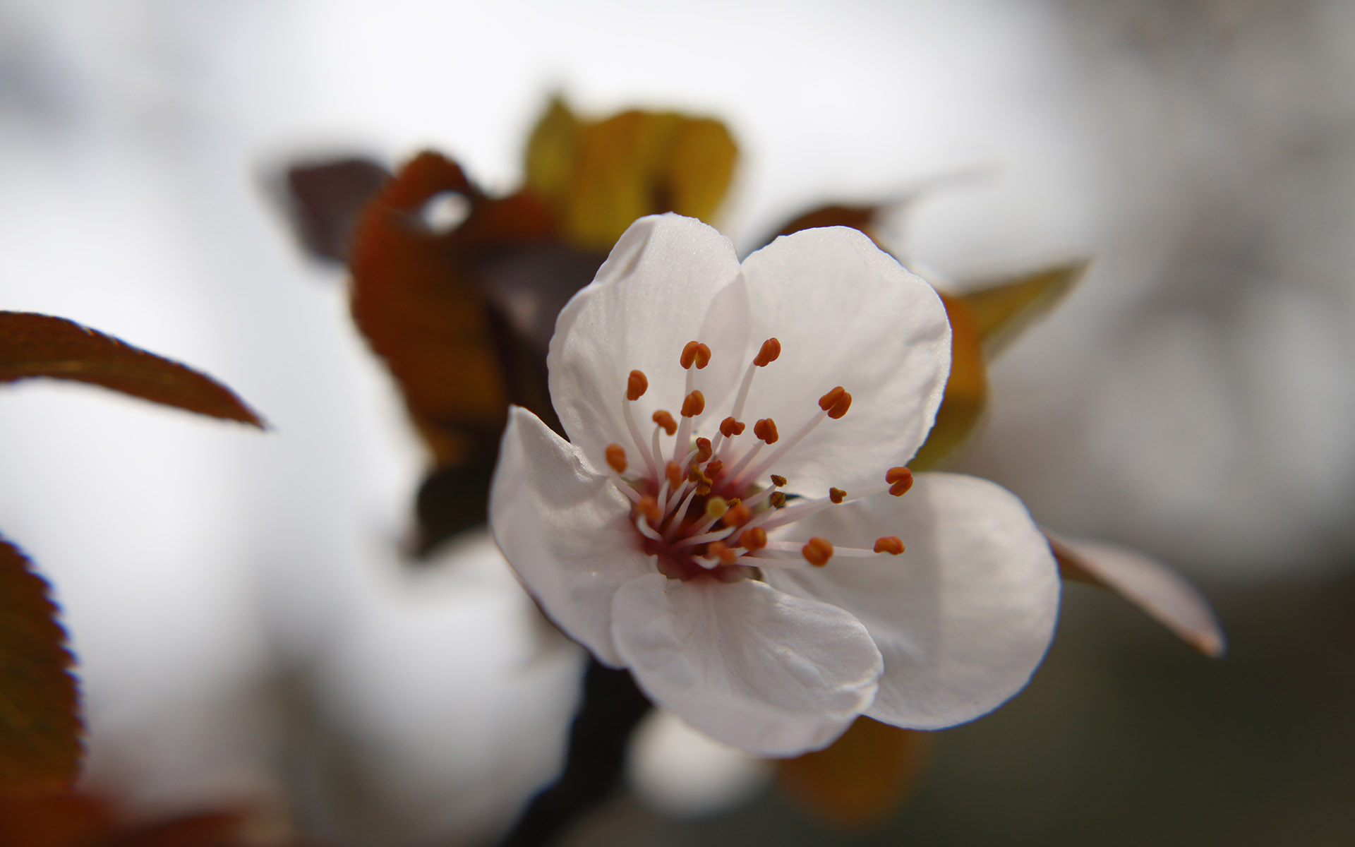 美丽图片素材 唯美纯白樱花高清摄影图片(8)
