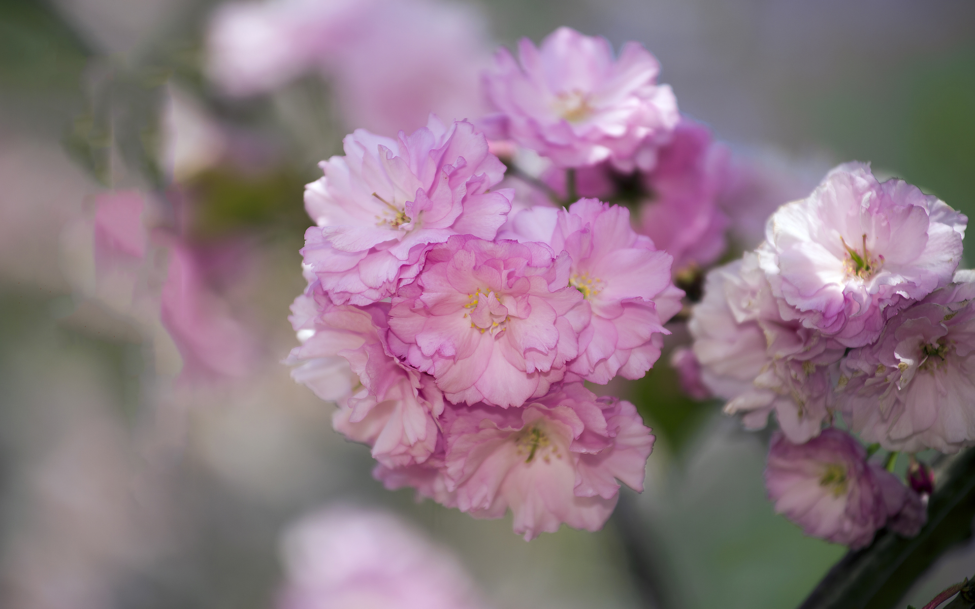 简单清新淡雅的图片 唯美花卉植物摄影高清图片(4)