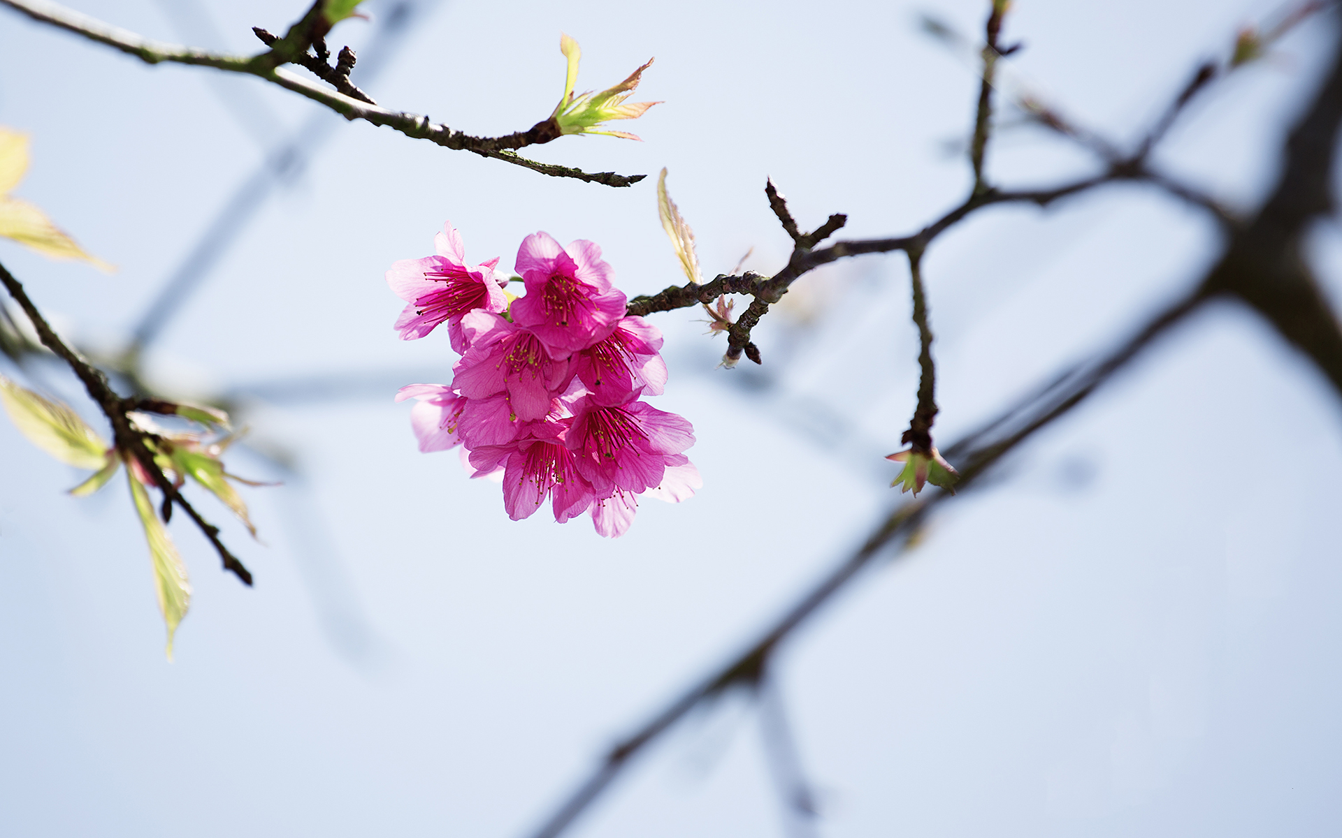 有关淡雅的图片 樱花唯美摄影高清图片(3)