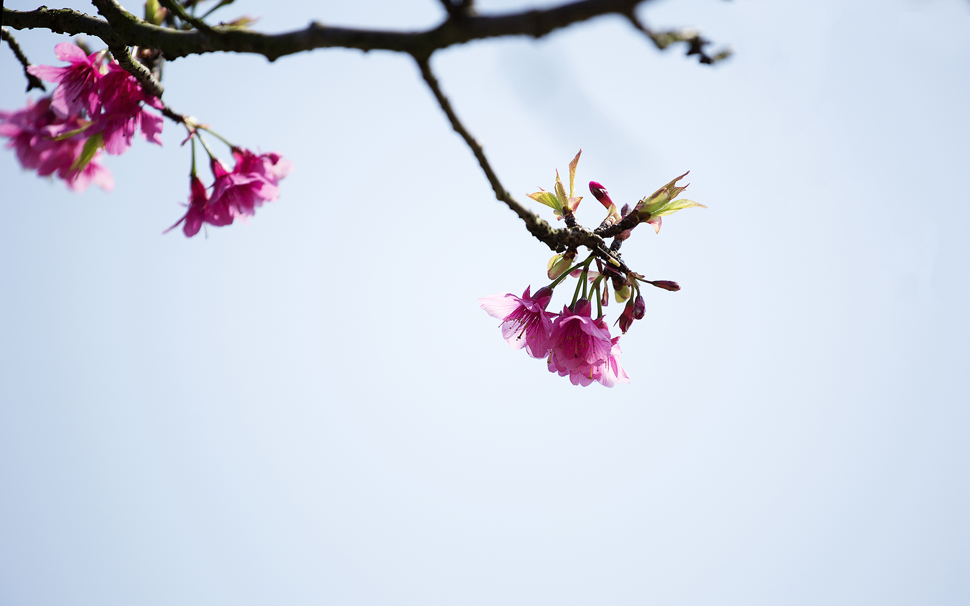 有关淡雅的图片 樱花唯美摄影高清图片