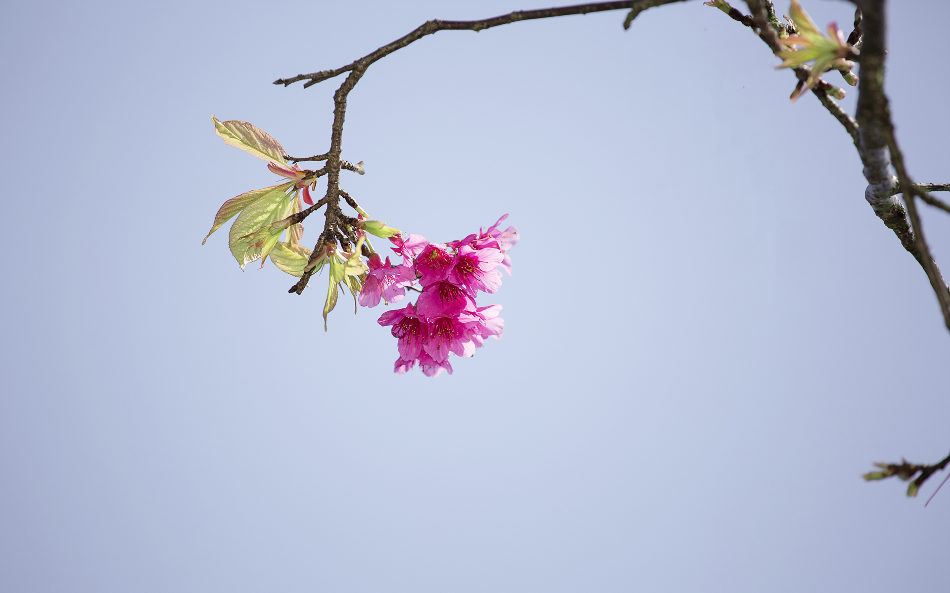 有关淡雅的图片 樱花唯美摄影高清图片(4)