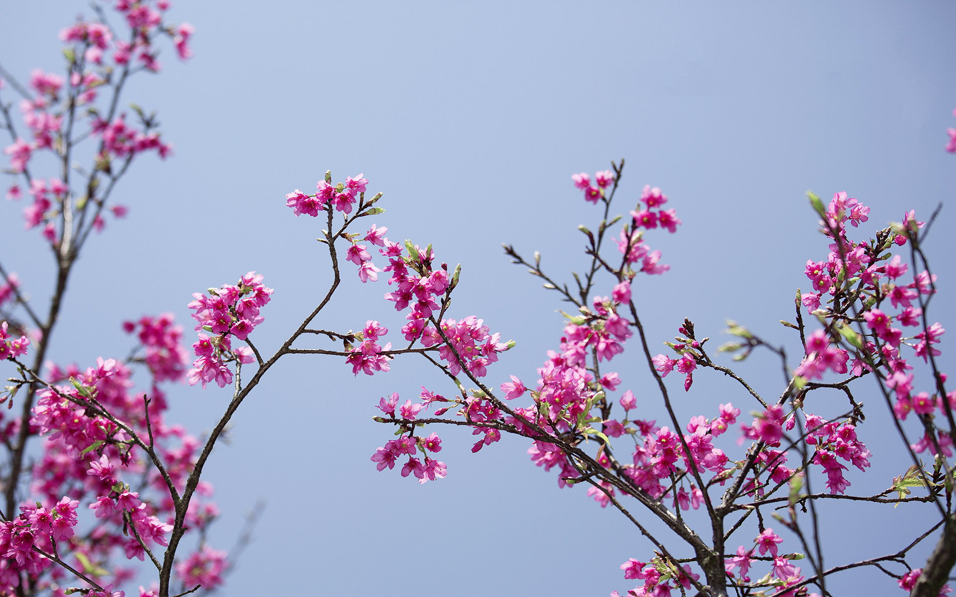 有关淡雅的图片 樱花唯美摄影高清图片(5)