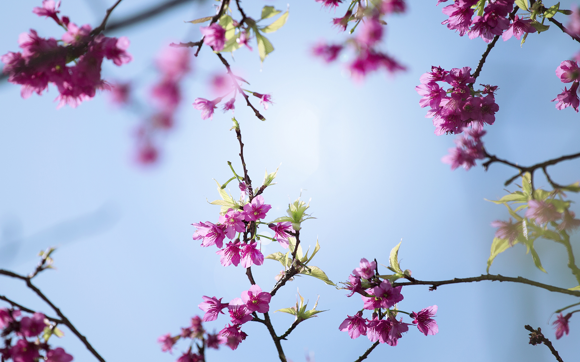 有关淡雅的图片 樱花唯美摄影高清图片(6)