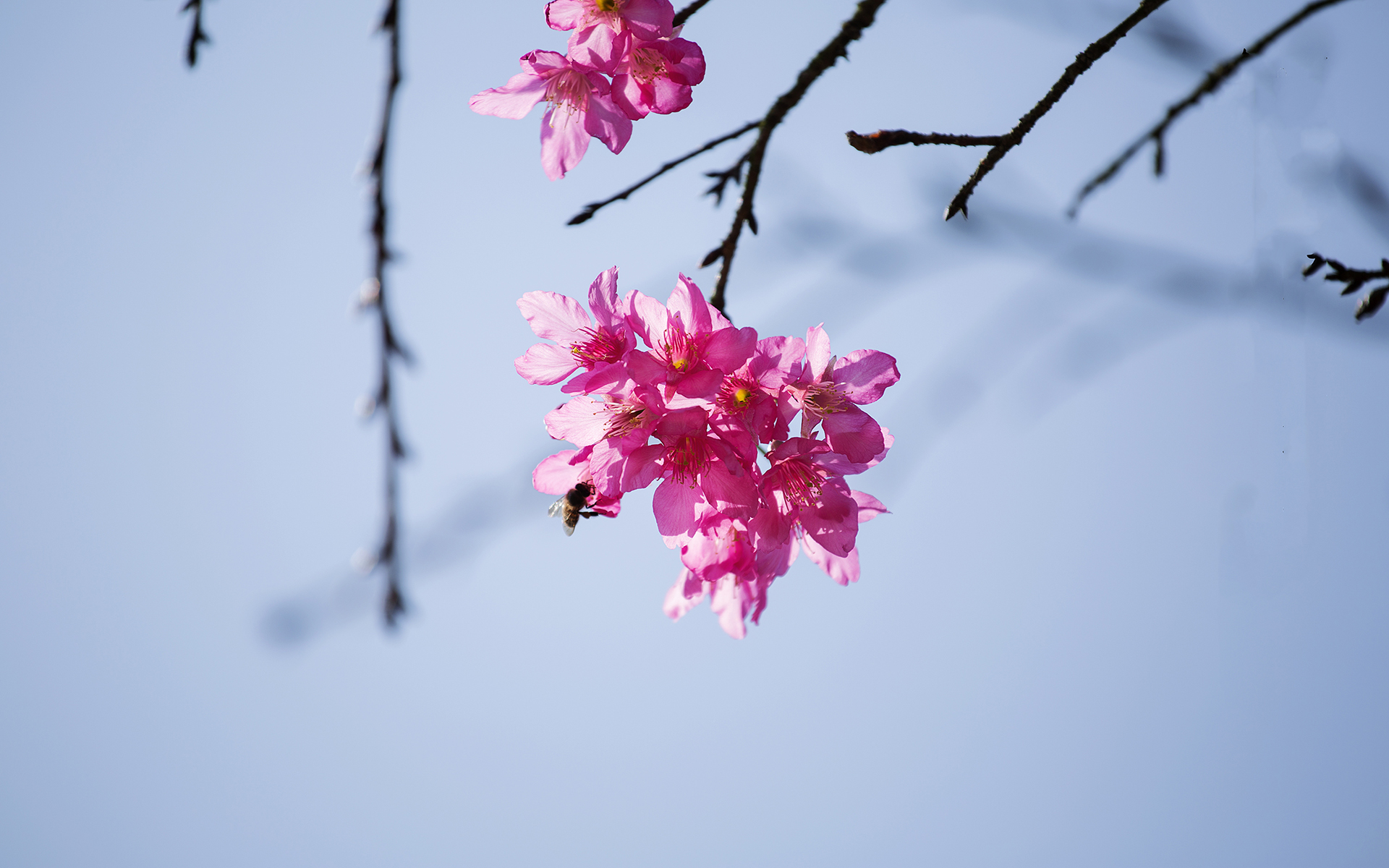 有关淡雅的图片 樱花唯美摄影高清图片(7)