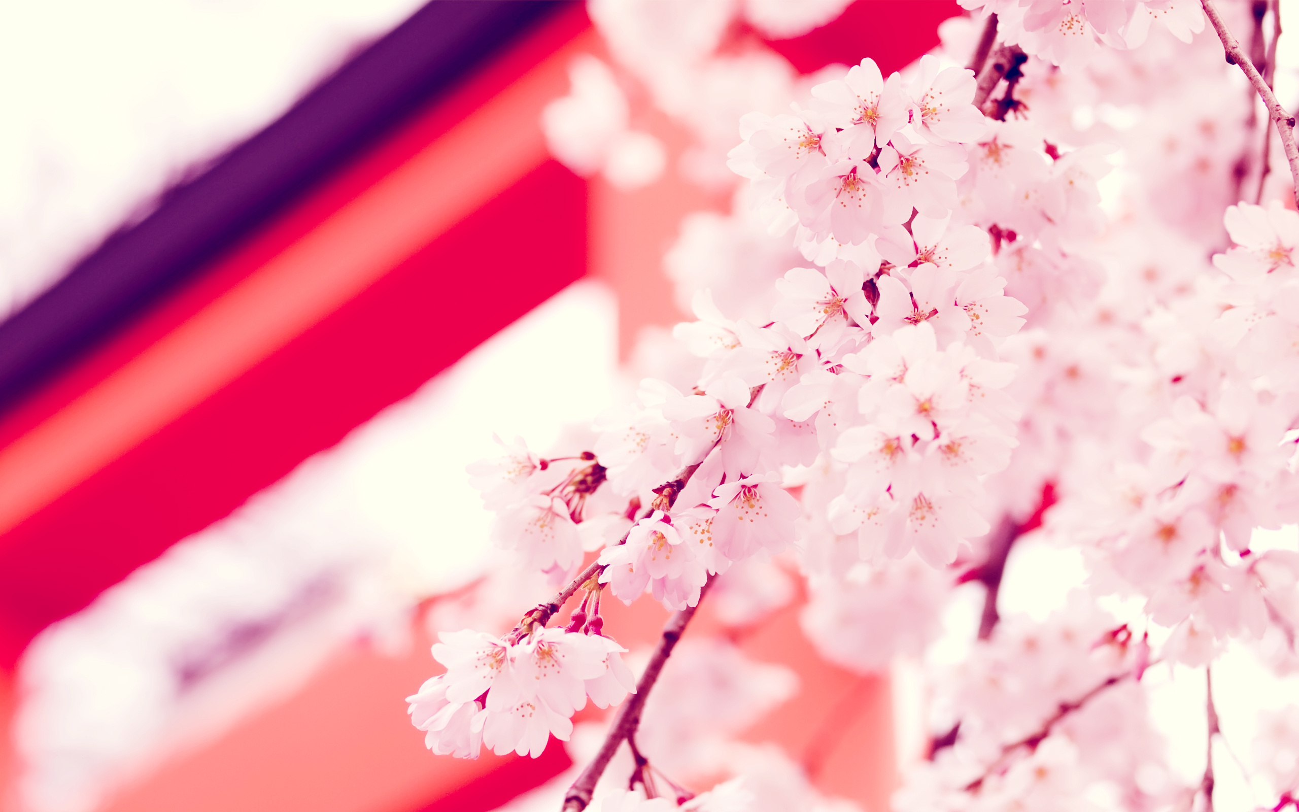 真实花的风景图片大全 唯美浪漫的樱花桌面壁纸(2)