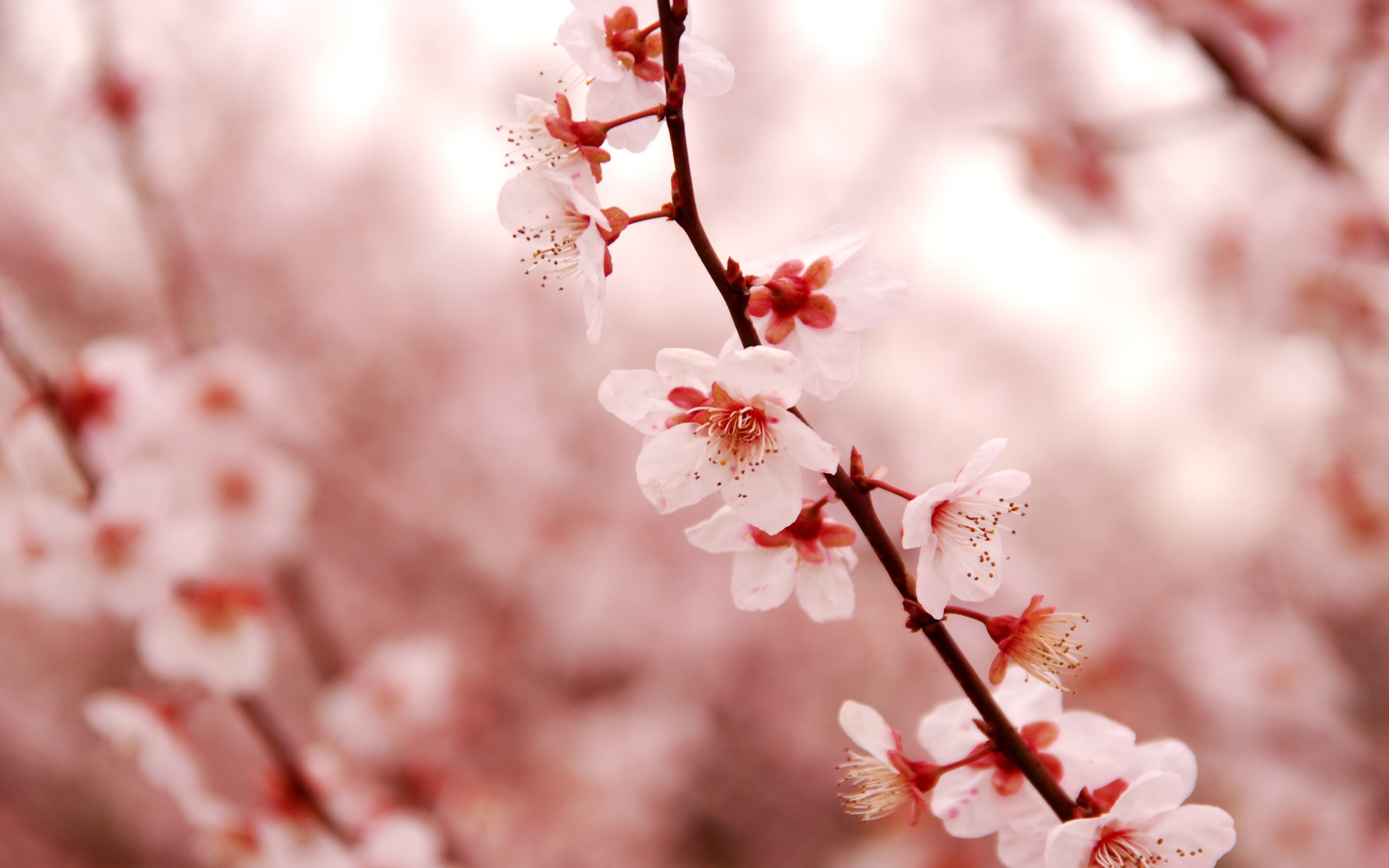 真实花的风景图片大全 唯美浪漫的樱花桌面壁纸(5)