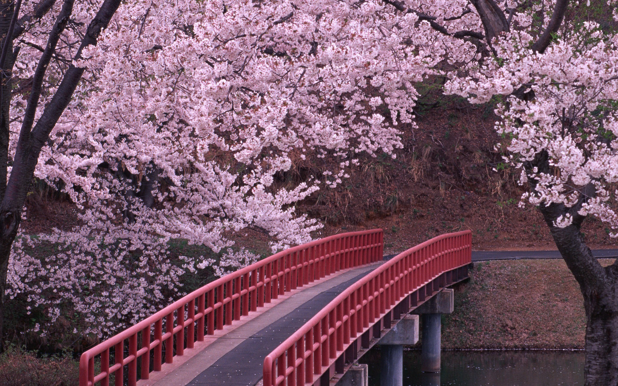 真实花的风景图片大全 唯美浪漫的樱花桌面壁纸(7)
