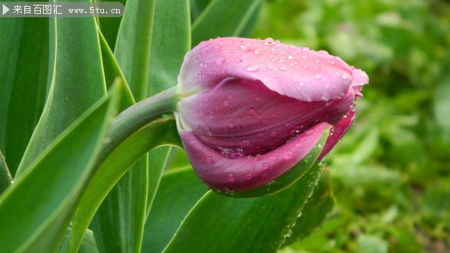 雨后的粉红郁金香图片 含苞欲放