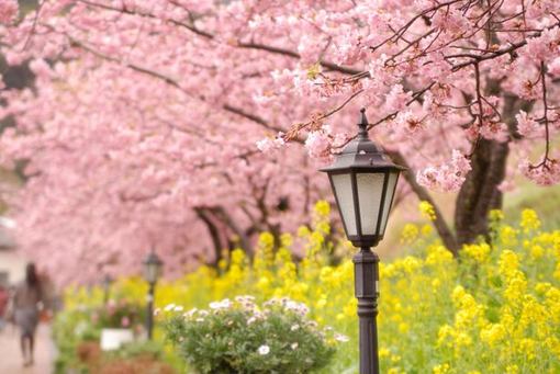 樱花唯美意境图片 樱花树下日系小清新美女意境图片(2)
