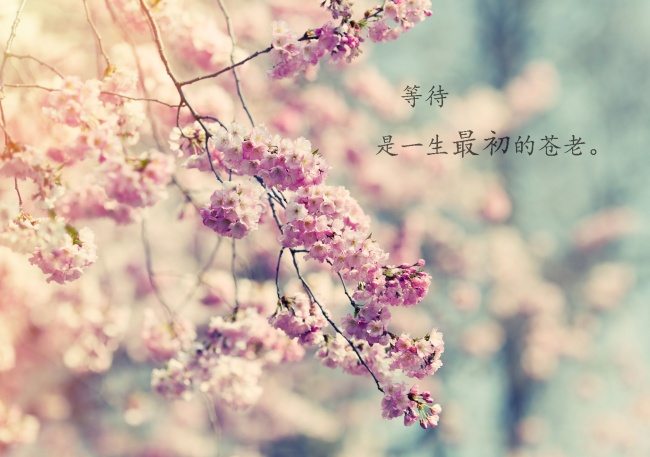 樱花树优美文字图片大全