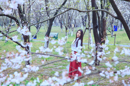 樱花树下的小清新美女图片