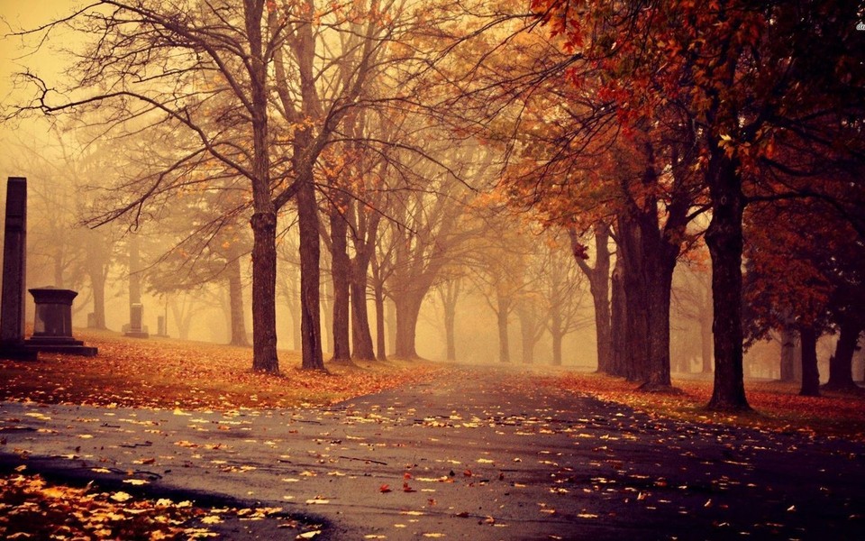 秋天凄美落叶风景图片
