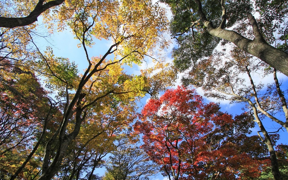 日本神户六甲山自然风景桌面高清壁纸