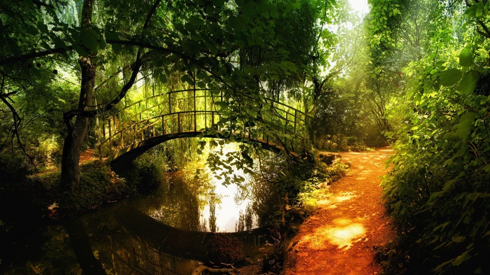 精选金色阳光下的梦幻森林唯美自然风景高清电脑桌面壁纸下载