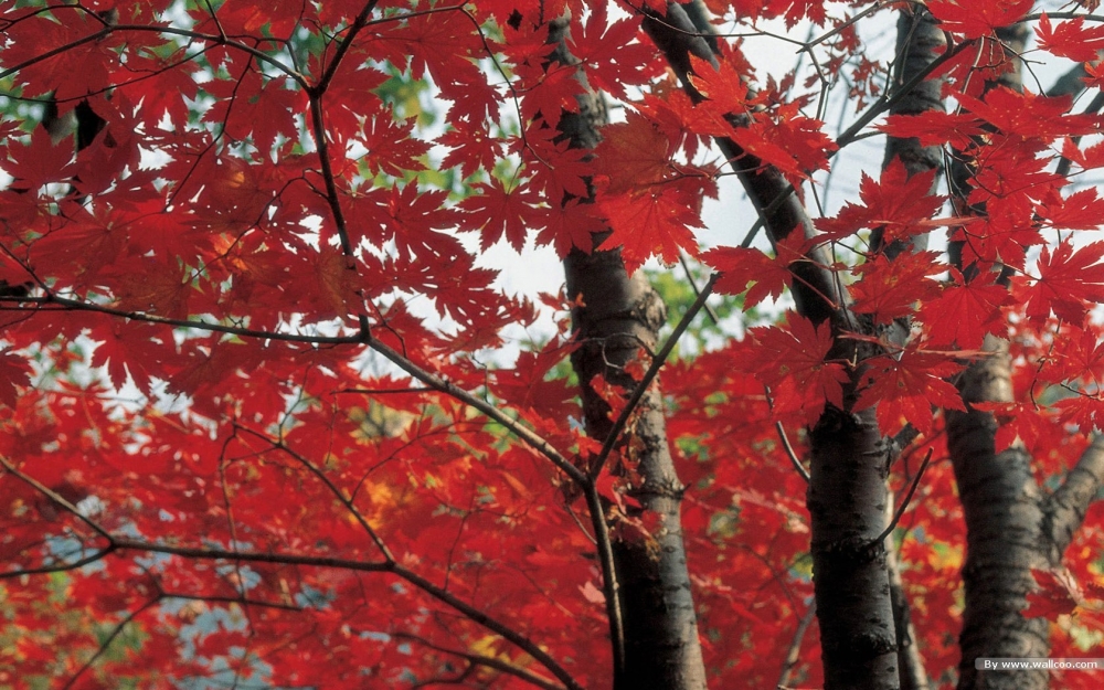 秋天的树叶图片桌面壁纸