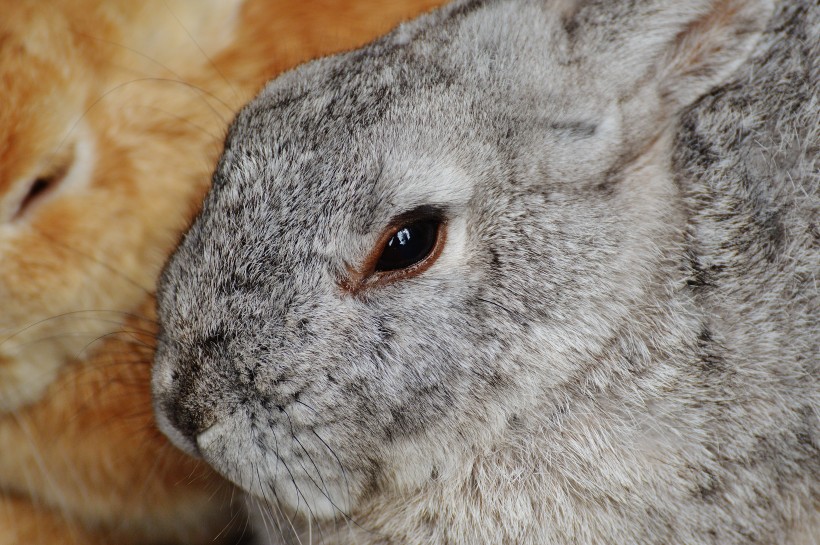 软萌可爱的兔子图片 萌宠图片(5)
