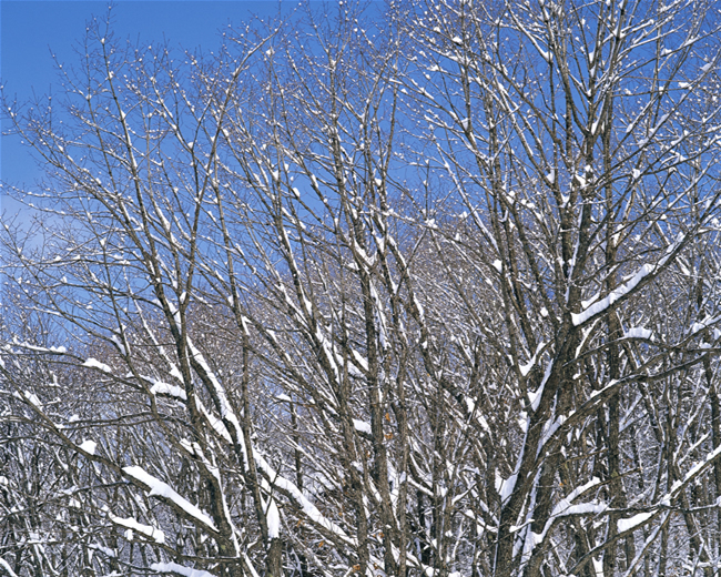 树木雪景图片下载
