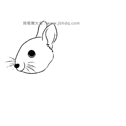 短耳兔(2)