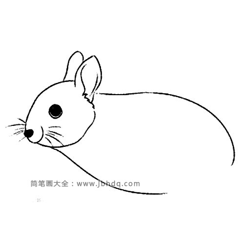 短耳兔(3)