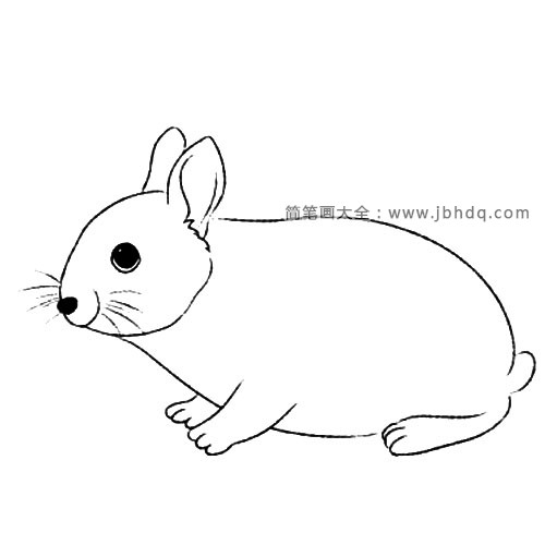 短耳兔(4)
