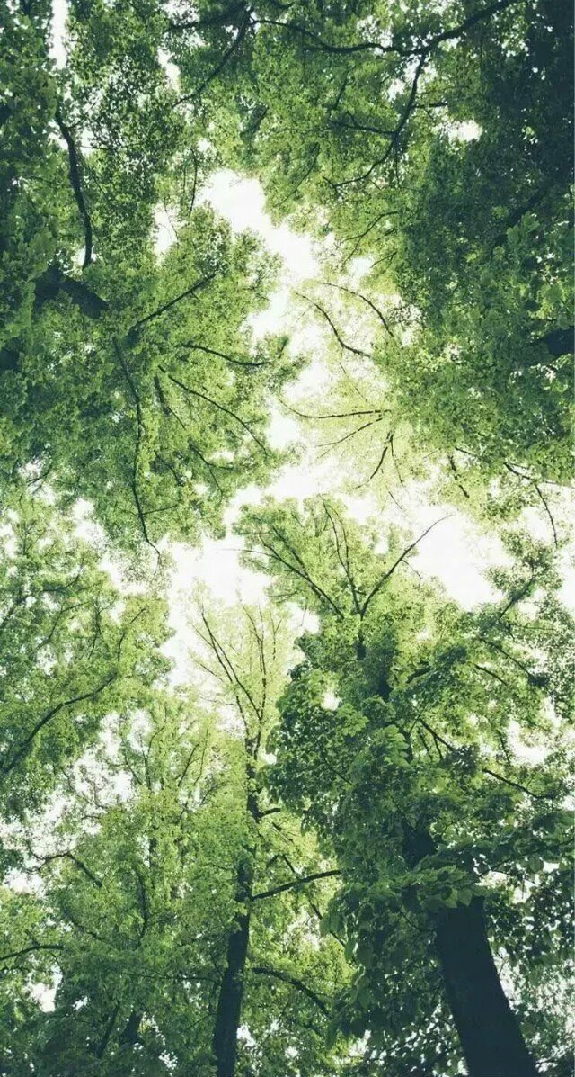 最新绿色森林唯美高清图片(8)