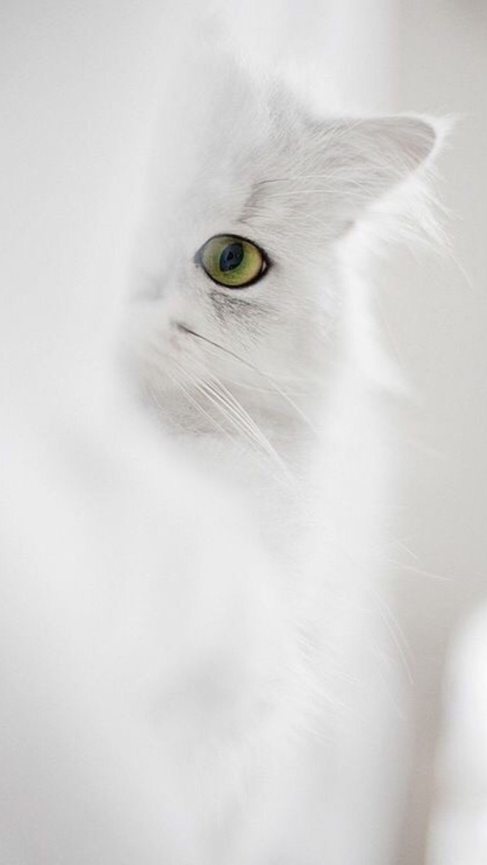 可爱的猫背景图片 宠物手机壁纸(6)