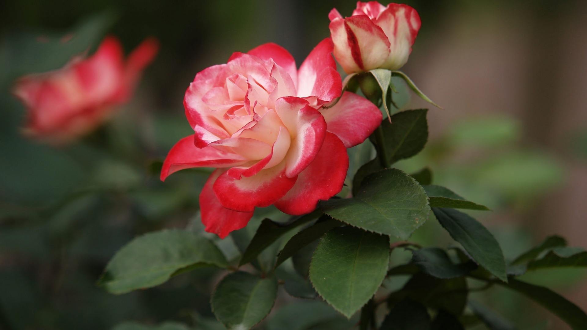 玫瑰花高清图片  最好看最美的玫瑰花(4)